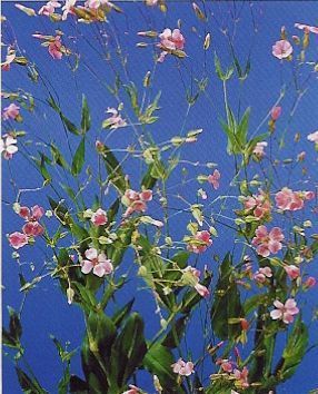 Condurdon - Saponaria vaccaria - мыльнянка